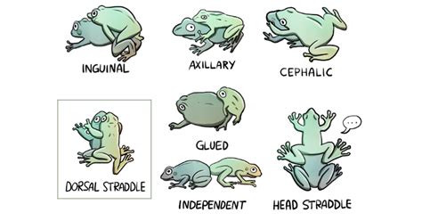 Sex position: The frog 